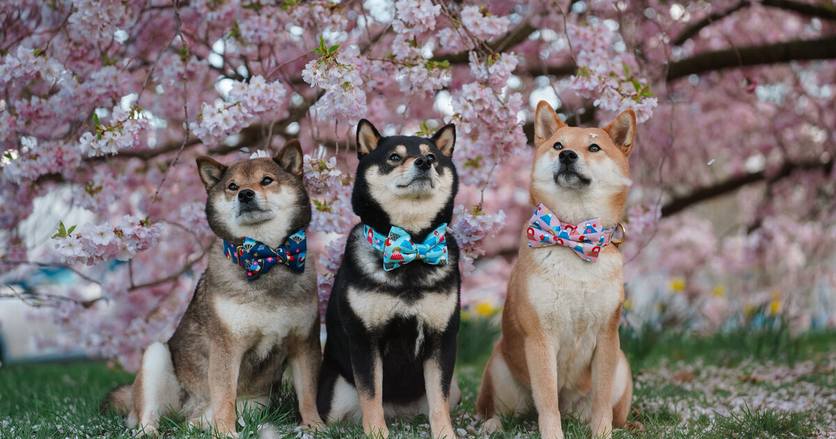 Website of the Shiba Inu kennel Kudamono no Matsuri.